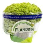 sla lollo bionda Flandria (1st)