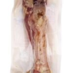 YANA Parmaham-been maxi